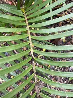 Coontie(Zamia pumila)