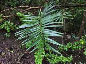 Coontie(Zamia pumila)