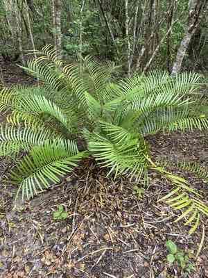 Coontie(Zamia pumila)
