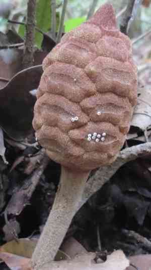Cardboard palms (Zamia)(Zamia)