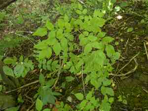 Common prickly-ash(Zanthoxylum americanum)