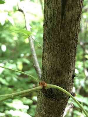 Common prickly-ash(Zanthoxylum americanum)