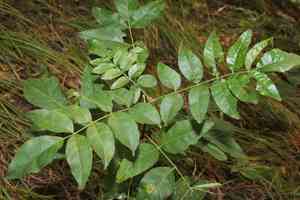 Common prickly-ash(Zanthoxylum americanum)