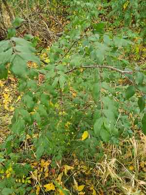 Common prickly-ash(Zanthoxylum americanum)