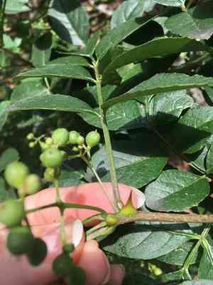 Szechuan Pepper(Zanthoxylum simulans)