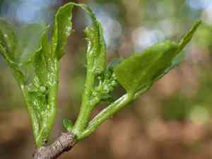 Szechuan Pepper(Zanthoxylum simulans)