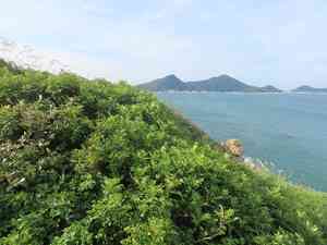 Szechuan Pepper(Zanthoxylum simulans)