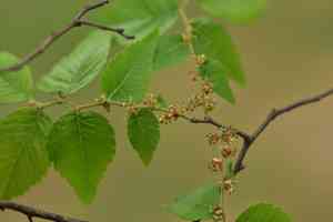 Chinese zelkova(Zelkova schneideriana)