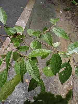 Chinese zelkova(Zelkova schneideriana)