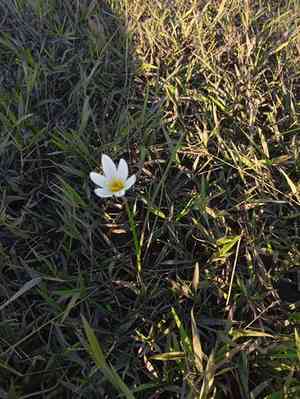 Rain lily(Zephyranthes candida)