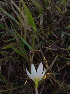 Rain lily(Zephyranthes candida)