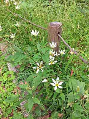 Rain lily(Zephyranthes candida)