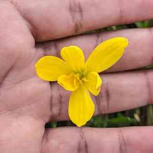 Citron zephyr lily(Zephyranthes citrina)