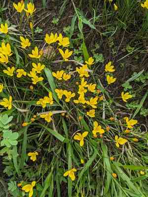 Citron zephyr lily(Zephyranthes citrina)