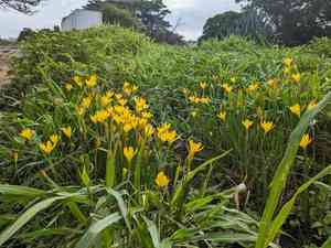 Citron zephyr lily(Zephyranthes citrina)