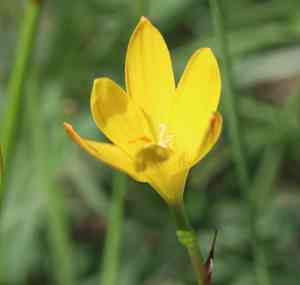 Citron zephyr lily(Zephyranthes citrina)