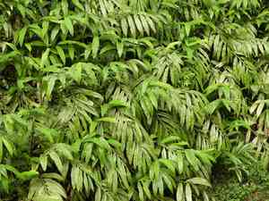 Zingiber striolatum(Zingiber striolatum)