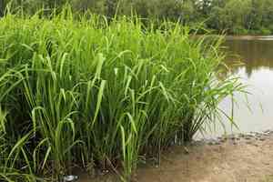 Manchurian wildrice(Zizania latifolia)