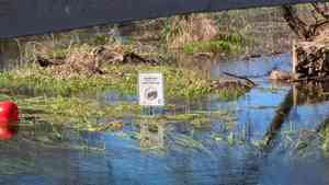 Texas wild rice(Zizania texana)