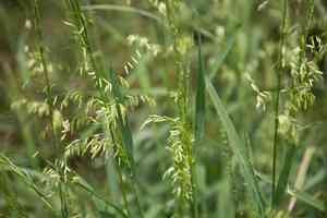 Texas wild rice(Zizania texana)