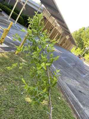 Jujube(Ziziphus jujuba)