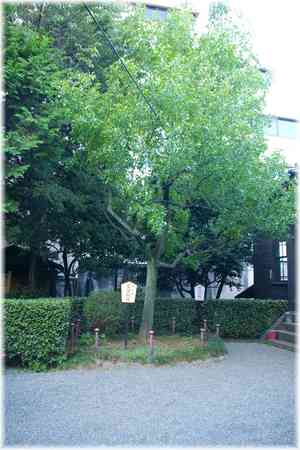 Jujube(Ziziphus jujuba)