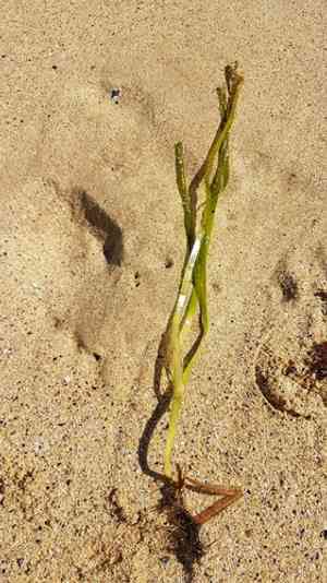 Seawrack(Zostera marina)