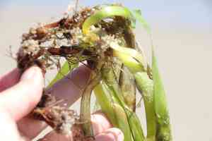 Seawrack(Zostera marina)