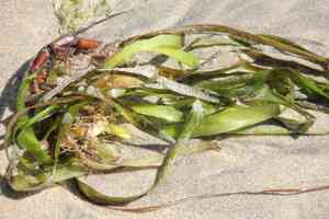 Seawrack(Zostera marina)