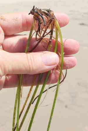 Seawrack(Zostera marina)