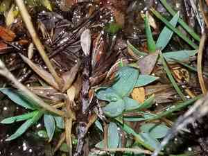 Zotovia thomsonii(Zotovia thomsonii)