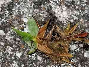Zotovia thomsonii(Zotovia thomsonii)