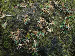 Zotovia thomsonii(Zotovia thomsonii)